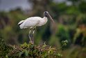 099 Noord Pantanal, kaalkopooievaar